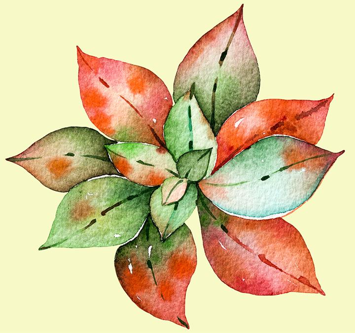 多肉植物如何防治病害,多肉植物病害处理视频