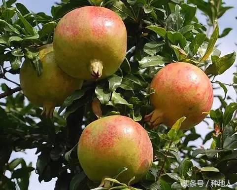 石榴怎样剪枝才高产,石榴几年开始高产