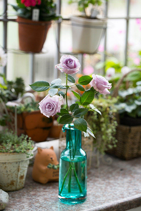 发烧友必入的蓝紫色月季,蓝紫色月季最值得入手的一款