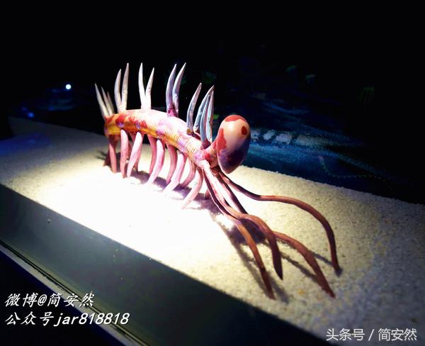 几亿年前海洋生物,生命摇篮澄江老照片