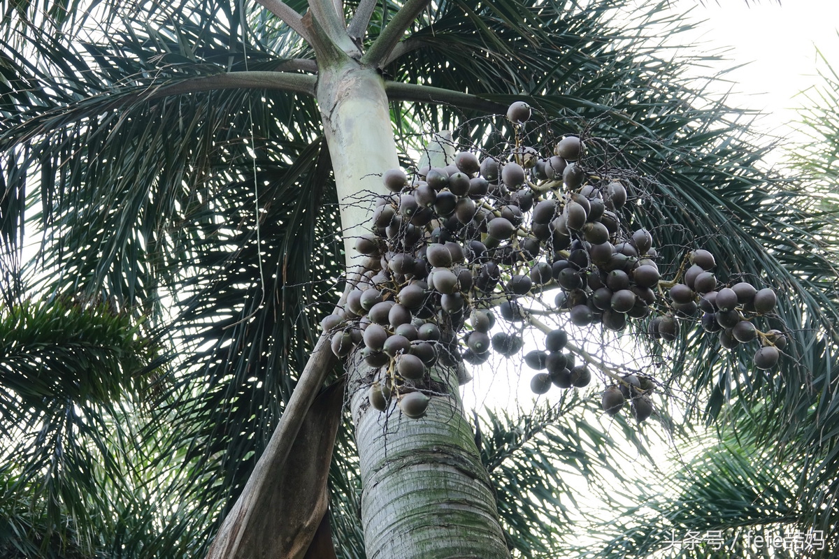 海口旅游高端度假酒店攻略,五一度假推荐海口附近