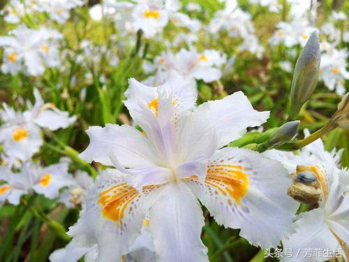 植物到底好不好,养花有多烧钱