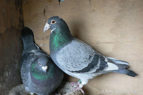 老北京人喜欢什么宠物,老北京人爱玩什么宠物