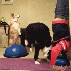 边牧这么聪明为什么很少人养,边牧太胆小了什么都教不会