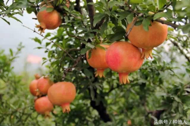 石榴怎样剪枝才高产,石榴几年开始高产