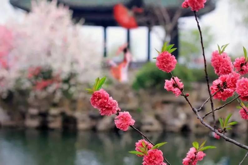 春季繁花盛开诗词,诗词鉴赏品读好诗词