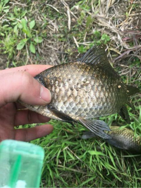 最好吃的100种鱼图片,十大最好吃的鱼视频