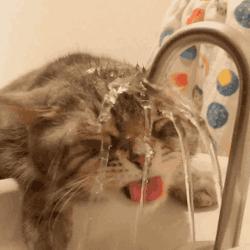 流口水的猫是什么病,猫一直吐黄水不吃饭不喝水没精神