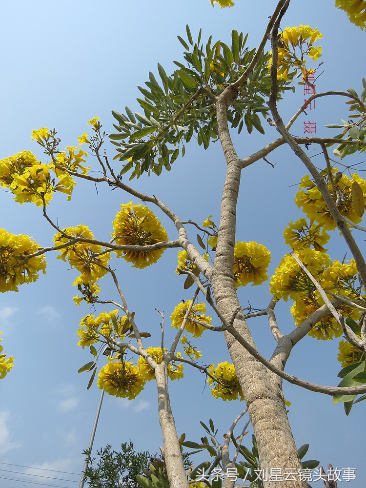 三亚黄花风铃花,三亚黄花风铃