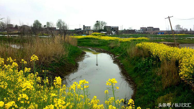 鏋炲窛灞辨按,鏋炲窛