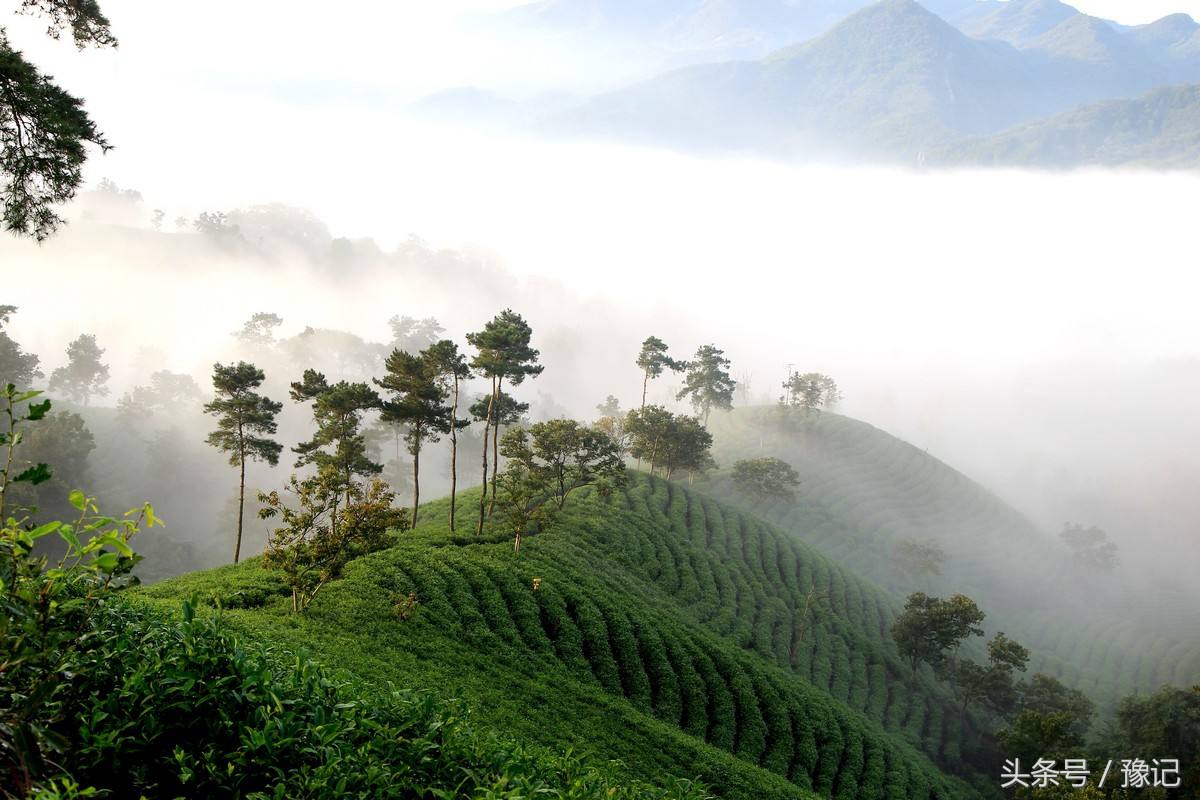大别山旅游哪里看杜鹃花,大别山看杜鹃花自驾游路线推荐