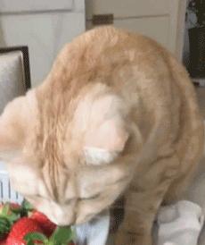 博君一肖手势密码,博君一笑合集卡点