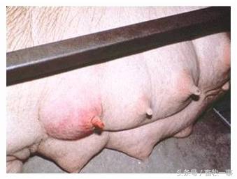 母猪产后瘫痪能自愈吗,母猪产后瘫痪的治疗