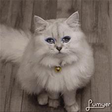 铲屎官拍同款,铲屎官的建议