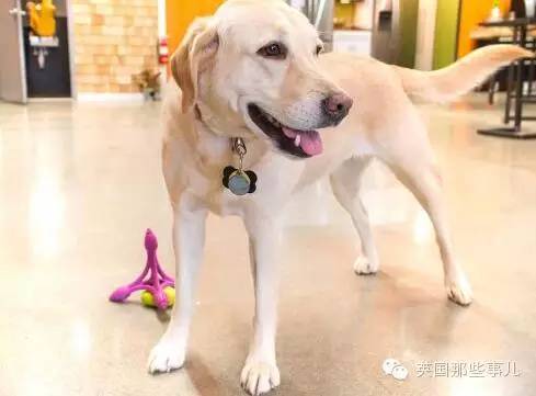 一家可以带狗上班的公司，感觉他们那的地位..人没狗高..