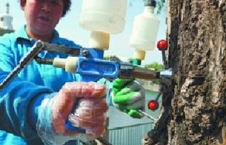 杨柳絮过敏去医院有用吗,杨柳絮和花粉过敏一样吗