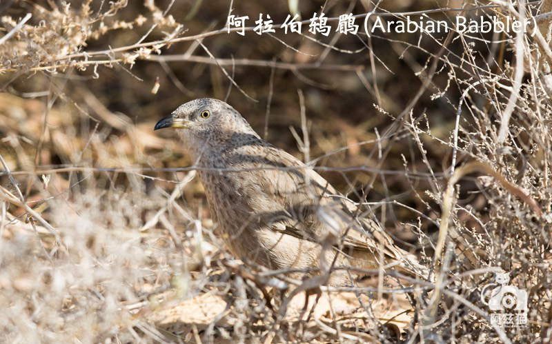 中东荒漠中的“特殊旅行”