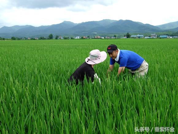 日本设立的对华机构,日本企业在中国成立分公司