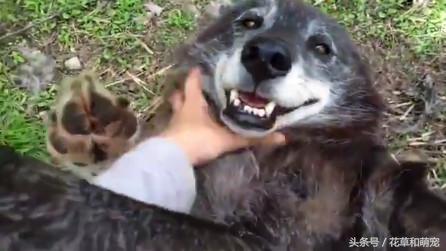 你确定你还是只狼吗？还是好好当你的哈士奇吧！