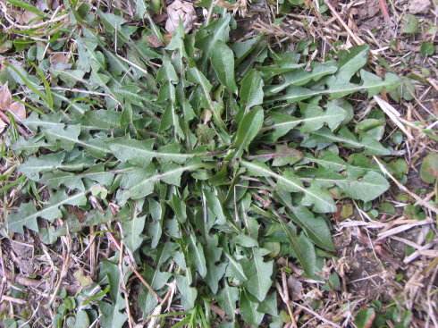 野菜致富项目,野菜种植创业项目方案