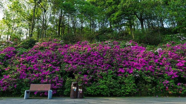 峨眉山一日观金顶日出吃住行攻略,峨眉山吃住行全攻略