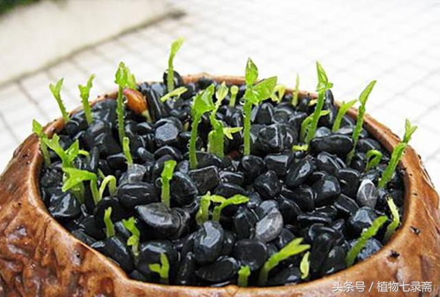 阳台种植柠檬竟然能结这么多,阳台种柠檬种子