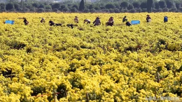 柳江区哪个镇最好,柳江区有好的发展吗