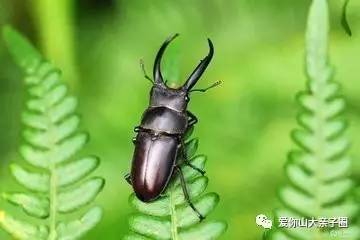 惊掉你下巴的“变态”虫生！盘点动物界那些长着长着就变形的主儿