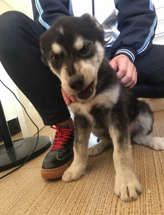 宠主到处炫耀两百块买了条哈士奇，网友看完：中华田园哈，没毛病