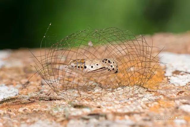 蛾,蛾,蛾~最大、最美、最奇葩,展翅向天歌