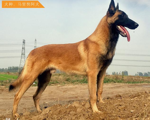 历史上有名的马犬,马犬狗出名