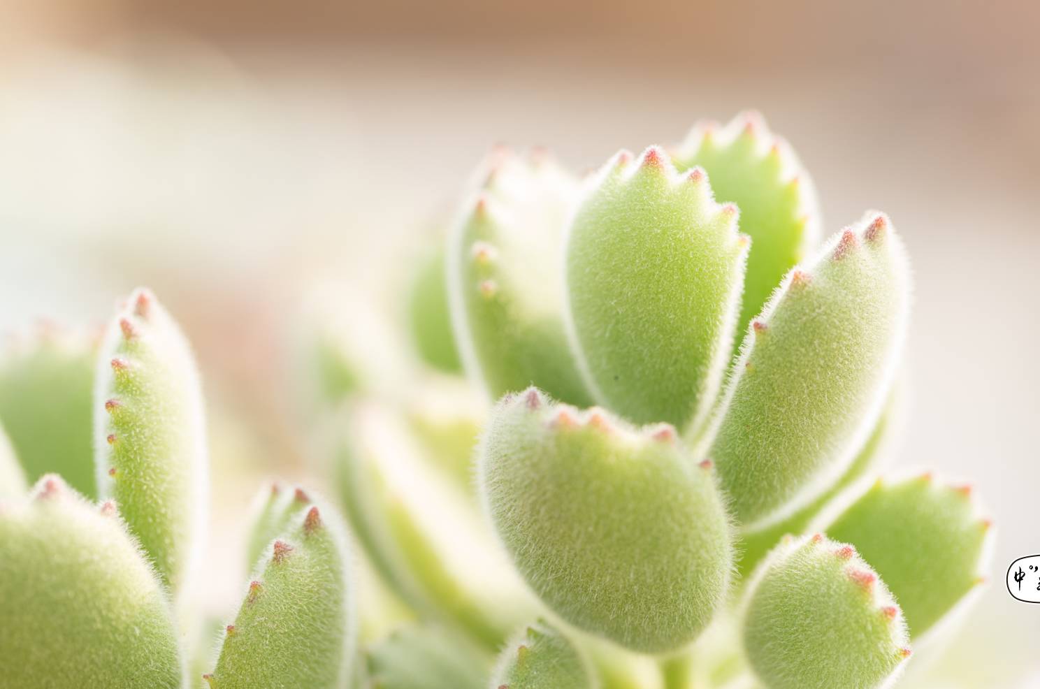 100分试卷考了60分算及格吗,多肉考试