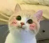 遮瑕祛痘,如何遮瑕祛痘