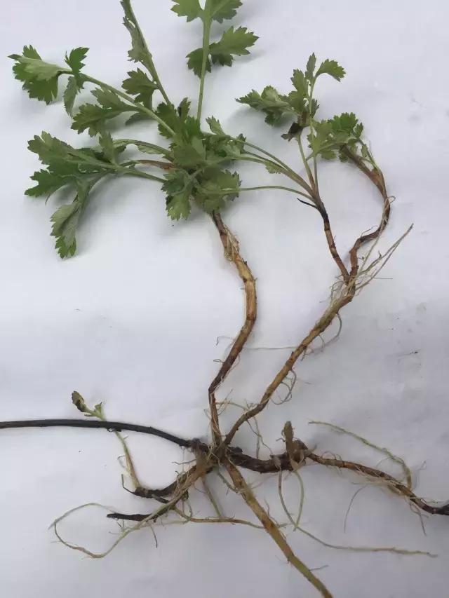 紫茎小叶灵艾,紫茎小叶灵艾图片