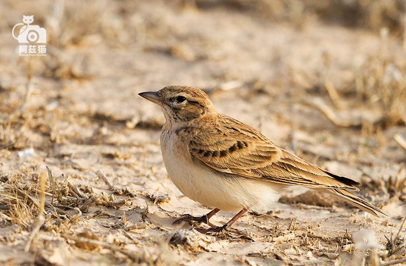 中东荒漠中的“特殊旅行”