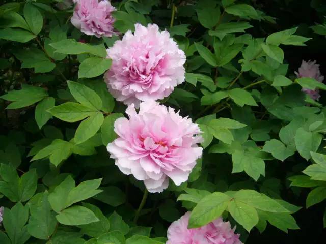 上海降温下雨了吗最近,上海降温最新通知