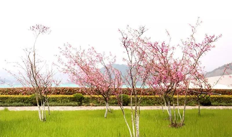 城北踏春“新宠”！全球最美的城市出口，8万平方米的天子岭生态公园！带ta来