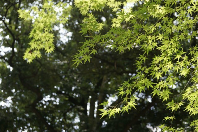 念念不忘必有回响日语,念念不忘必有回响再次相见
