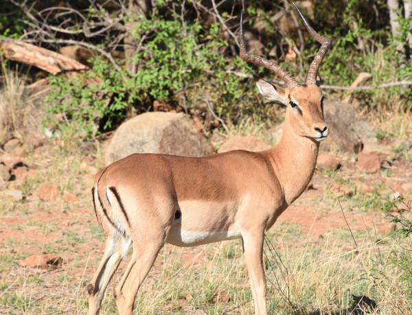 彩虹国家南非,彩虹国度南非之旅
