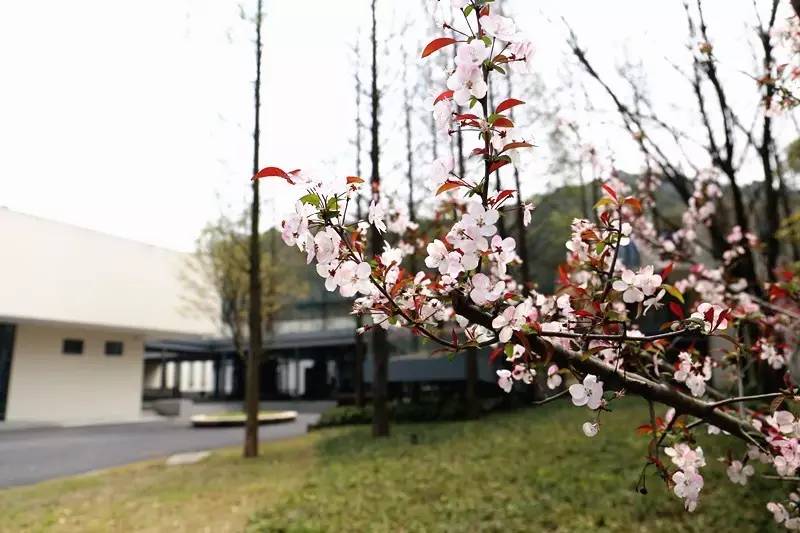 城北踏春“新宠”！全球最美的城市出口，8万平方米的天子岭生态公园！带ta来