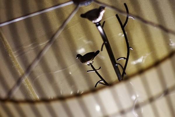 金茂凯悦酒店崇明还在哪里,上海崇明金茂凯悦酒店几星级