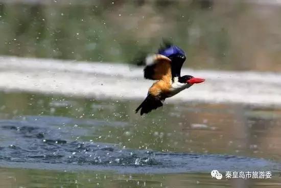 给所有秦皇岛人,这里有一份春天请你查收!