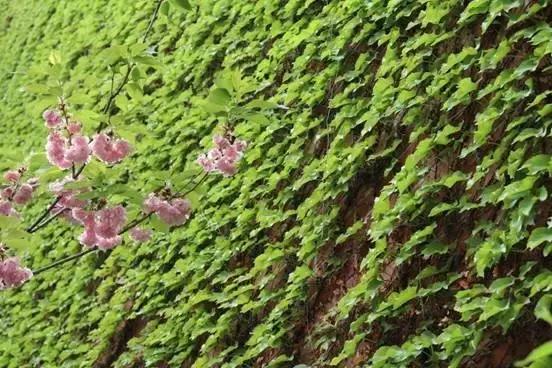 佳能77d和800d拍视频哪款相机好,77d和800d哪个值得入手