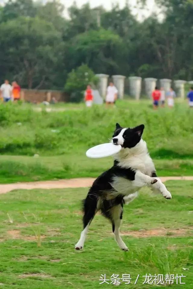 边境牧羊犬放羊vs德国牧羊犬放羊,放羊是德牧好还是边境牧羊犬好