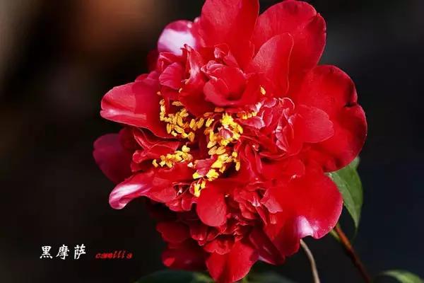 四大名花之山茶,中国百种山茶图片