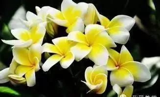 5种好看又可吃的花儿,小众又漂亮的花儿