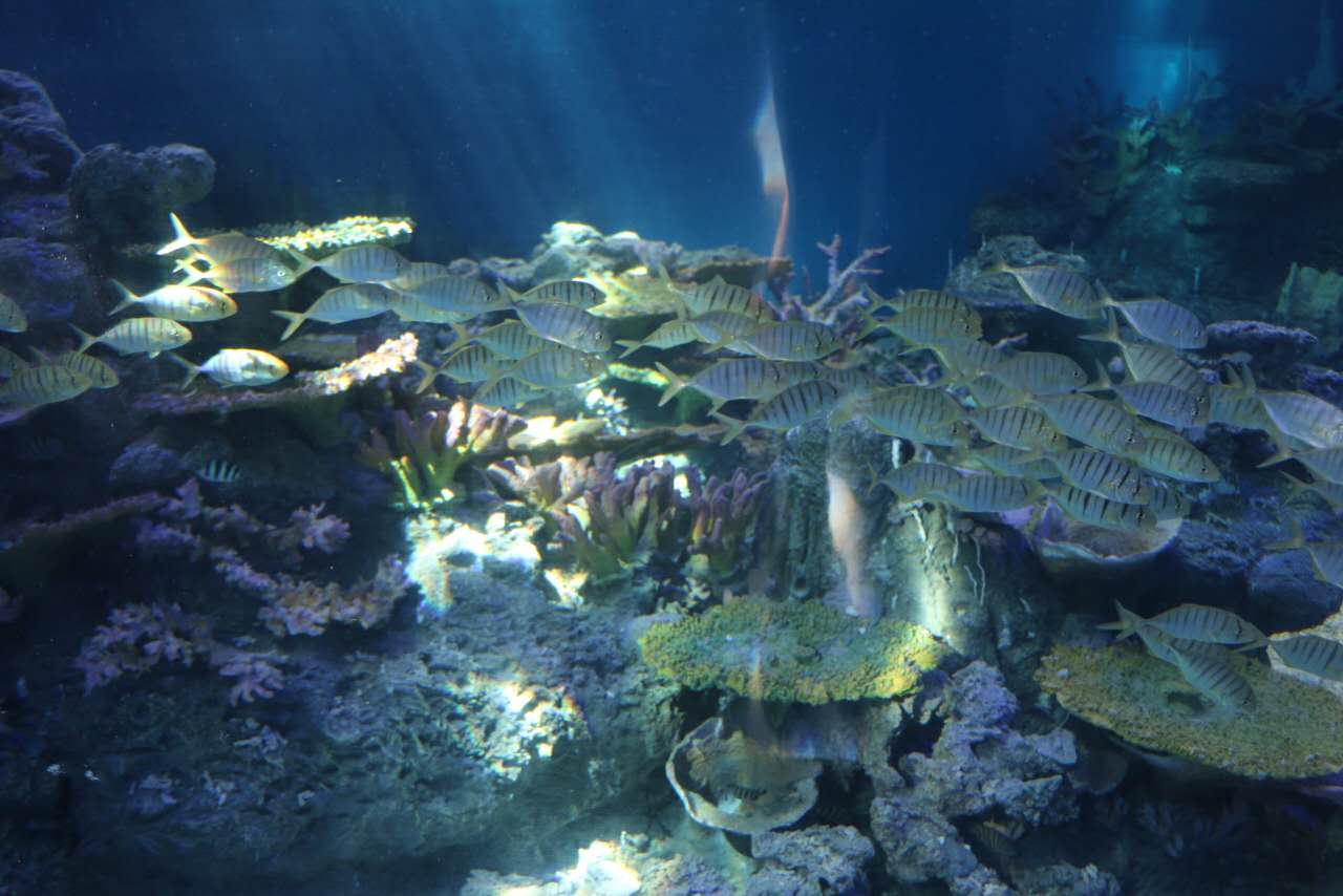 重庆汉海海洋公园几个馆,重庆汉海海洋公园过年开馆吗