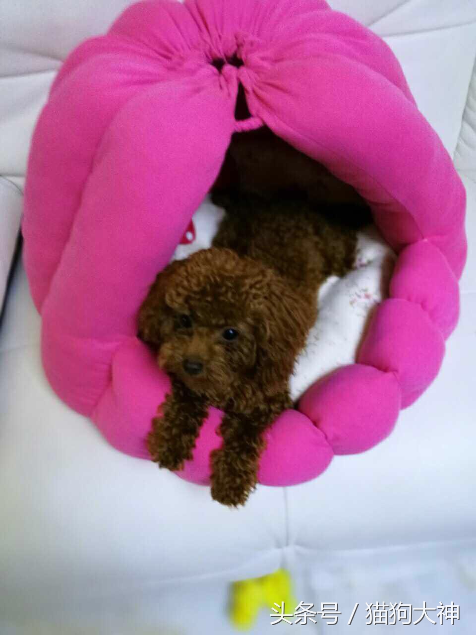 漂亮的狗窝怎么做,漂亮的狗窝