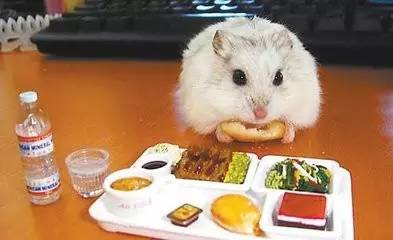 烧焦的食物能吃吗,烧焦的东西吃了会致癌吗