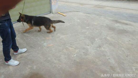 肩高50是怎么算的,肩高50cm正常吗